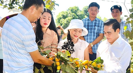 Tuần lễ hồng giòn có tuổi đời hơn trăm năm ở Hà Tĩnh