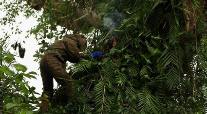 Thợ săn vượt suối, trèo cây cao vút giữa rừng già để “ăn” mật ong rừng tại Phú Thọ