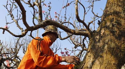 Đào rừng cổ thụ Tây Bắc giá trăm triệu đồng đổ bộ Hà Nội, chờ đại gia rước chơi Tết