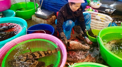 Đi "săn" đặc sản giá rẻ bất ngờ tại chợ Hạ Long những ngày giáp Tết Nguyên đán 2025