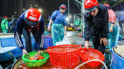 Chợ cá chép lớn nhất Hà Nội ngập sắc đỏ, giá tăng so với mọi năm trước ngày tiễn ông Công, ông Táo về trời