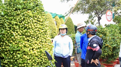 Cây quất "khủng" siêu trái tại chợ hoa Tết trên bến dưới thuyền, khách mua "quay xe" khi nghe báo giá