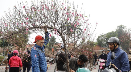 Loại đào thế như thác đổ và những cuộc ngã giá kéo dài hàng giờ đồng hồ tại chợ hoa Hà Nội