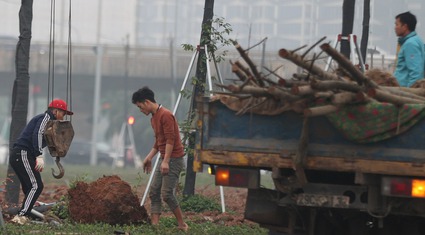 Cây chết trên đường hơn 700 tỷ đồng ở Hà Nội, nhà thầu và chủ đầu tư vội vàng nhổ bỏ, gốc không có rễ