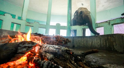 Voi, hổ, hà mã được làm ấm bằng máy sưởi, điều hoà… tại vườn thú Hà Nội