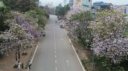 Chiêm ngưỡng “con đường hoa ban” bung nở rực rỡ, làm say đắm lòng người ở Hoà Bình