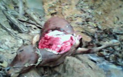Hà Tĩnh: Bò chết bất thường, bị lấy mất 3 chân và tim