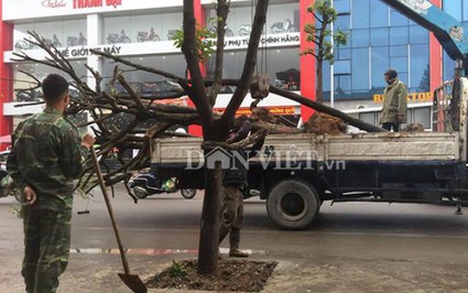 Thông tin mới nhất vụ trồng cây dưới lòng đường ở Quảng Ninh