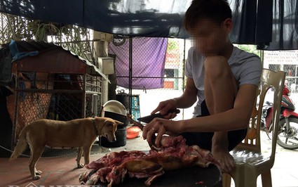 “Hành quyết” mèo trong lò mổ ở Thái Bình: Cơ quan chức năng nói gì?
