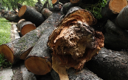 Cận cảnh bãi tập kết gỗ “khủng” sau dông lốc kinh hoàng ở Hà Nội