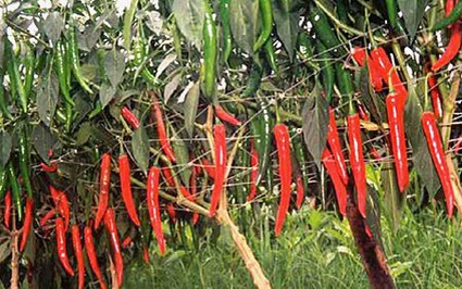 TT-Huế: Doanh nghiệp hỗ trợ người trồng ớt