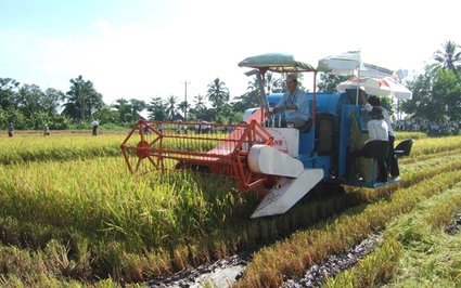 Triển khai cánh đồng lớn: Thông tư hướng dẫn vẫn chưa, tiền thì không thấy