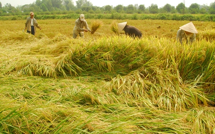 Giá lúa không tăng dù trúng thầu 200.000 tấn gạo