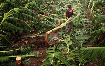 Hậu bão số 1: Cây ăn quả đổ gãy sẽ được hỗ trợ tiền