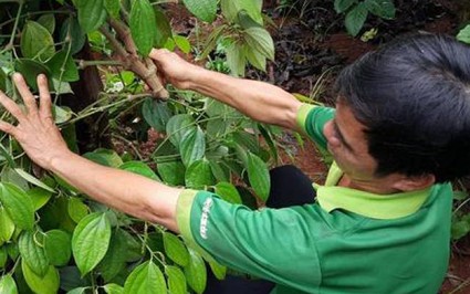 Hàng trăm trụ tiêu bị kẻ xấu phá, thiệt hại hàng trăm triệu đồng