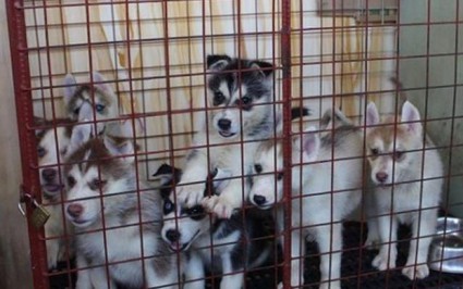 Lệnh cấm giết, bán thịt chó tại một số nơi trên thế giới