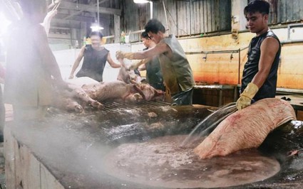 Giá lợn (heo) hôm nay 8.10: Đóng cửa lò mổ không giải quyết được thịt bẩn, sản lượng thịt heo giảm 50%, giá thịt Hà Nội thế nào?