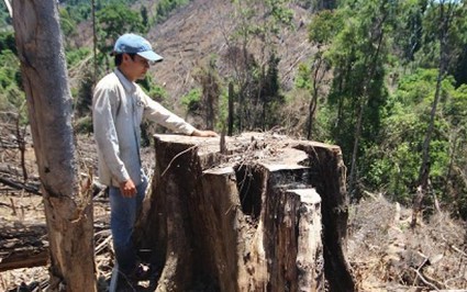 Quảng Nam: Cử tri đề nghị xử lý nghiêm vụ phá rừng phòng hộ Tiên Lãnh
