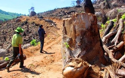 Có hay không việc cán bộ bao che cho tội phạm phá rừng ở Bình Định?