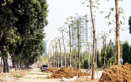 Clip: Đường Phạm Văn Đồng được trồng thay thế hàng loạt cây mới