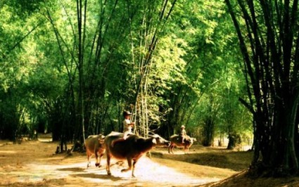 "Làng tôi" bức tranh âm thanh tiêu biểu về làng quê Việt Nam ngày ấy