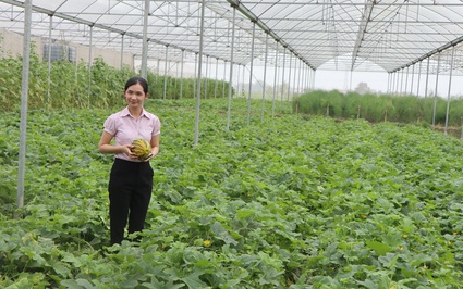 Cô gái đưa “rau công nghệ” về đất Việt Yên