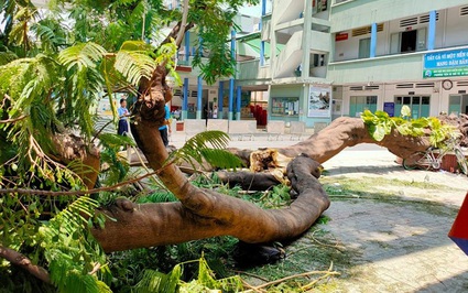 Vụ cây phượng đổ trong sân trường, nhiều HS thương vong: Ai phải đền bù?