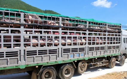 Thanh Hóa: Vực dậy nghề nuôi lợn sau dịch tả, mỗi ngày giết mổ gần 2.000 con