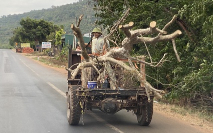 Video điều tra: Lật tẩy chiêu "phù phép" cây rừng Tây Nguyên thành... "cây cảnh" để bán cho đại gia Hà Nội