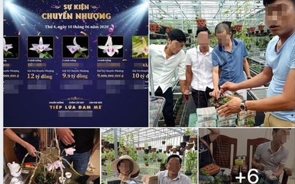 Lừa đảo bán lan đột biến: Tưới nước muối, xịt thuốc diệt cỏ lên mầm hoa lan đột biến đã bán nhằm phi tang