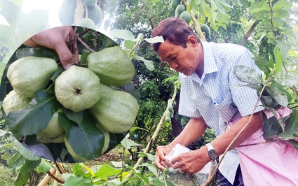 Bạc Liêu: Nông dân Việt Nam xuất sắc 2021 là người Kh'mer uy tín trong vùng, có vườn cây ăn trái ngon vô cùng