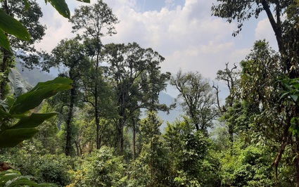 Lào Cai ban hành Chỉ thị về quản lý, bảo vệ và ngăn chặn tình trạng chặt, phá rừng