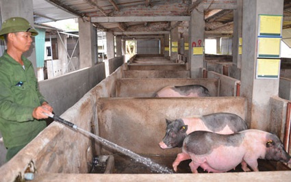 Quảng Ninh: Vì sao dịch tả lợn châu Phi vẫn bùng phát ở nhiều xã, 550 con lợn phải tiêu huỷ?