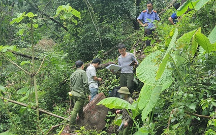 Hà Giang: Khởi tố vụ phá rừng nghiến tại huyện Bắc Mê