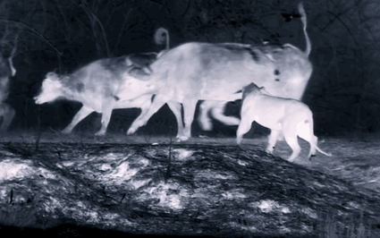Thiên nhiên diệu kỳ: Màn hạ sát trâu rừng trong đêm đáng sợ của sư tử