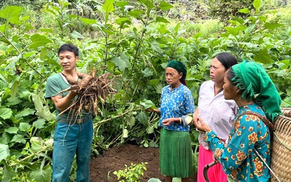 Hà Giang: Nông dân Đồng Văn trồng thành công loài sâm khoai, đào lên toàn củ to bự