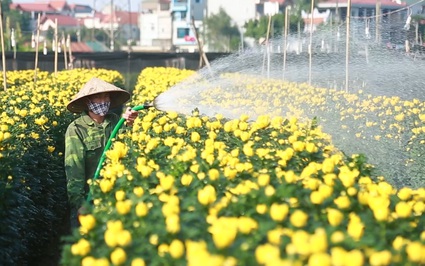 Làng hoa lâu đời ở Hà Nội “hối hả” vào vụ Tết