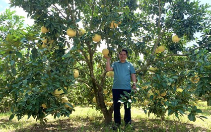 Đem cây đặc sản Hà Tĩnh về trồng ở Quảng Bình, bất ngờ vườn "treo đầy vàng", nông dân sống khỏe