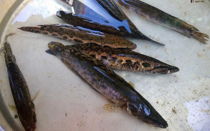 Loài cá dày đặc sản ở miền Tây sẽ được Hậu Giang ương giống, nuôi thành cá thịt thương phẩm