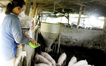 Giá thức ăn chăn nuôi tăng vọt, giá lợn giống tăng chưa từng có, bán 1 con heo, nông dân Vĩnh Long lỗ 1 triệu