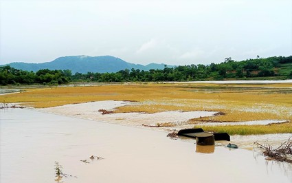 Bất ngờ mưa xối xả kéo dài, hàng trăm ha lúa sắp gặt ở Hà Tĩnh ngập chìm, nguy cơ nảy mầm, thối nhũn