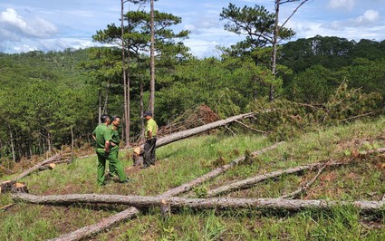 Khẩn trương điều tra vụ phá hàng trăm cây thông 3 lá trong rừng phòng hộ