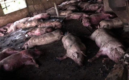 Từ việc sét đánh chết 229 con lợn ở Thái Bình, chuyên gia khuyến cáo gì để bảo vệ đàn vật nuôi?