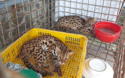 Hai con mèo rừng có trong Sách đỏ Việt Nam được người dân Đồng Tháp giao nộp từ đầu năm tới nay