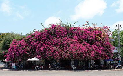 Thứ cây cảnh nhìn đâu cũng thấy hoa, hút ánh nhìn ở Phan Thiết của Bình Thuận khiến nhiều người chụp hình cho bằng được