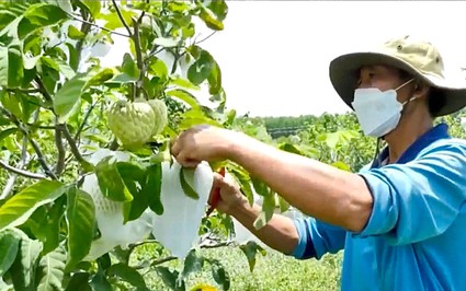 Anh nông dân Bình Thuận trồng giống mãng cầu gì mà trái nào cũng to lớn, bán đắt tiền người ta vẫn mua?