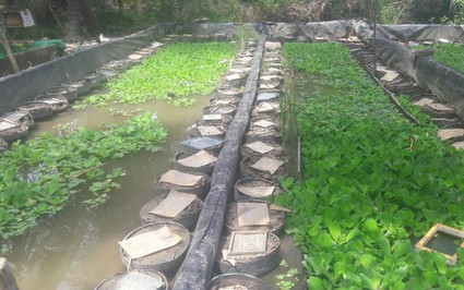 Làm chuồng nuôi lươn đồng kiểu lạ trên cạn ở Kiên Giang