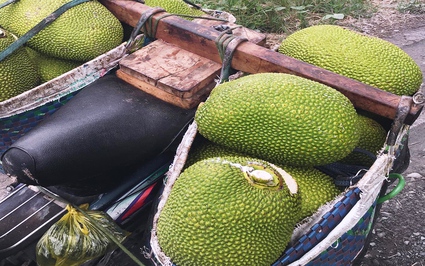 Giá mít Thái hôm nay 4/7: Lại giảm 1.000 đồng/kg, vì sao bón phân nhiều mà trái mít vẫn không đạt chuẩn xuất khẩu?