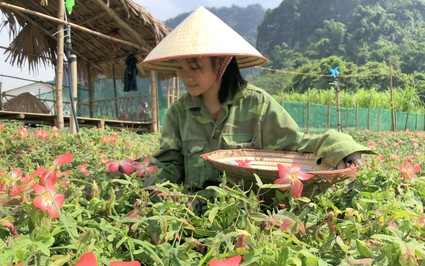 Trồng giống sâm này củ bán chạy như tôm tươi, ra hoa đẹp mê hồn, hút khách du lịch ở Tuyên Quang