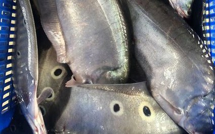 Cá thát lát nuôi ao tăng cao nhất 2-3 năm gần đây, nhà nào ở Hậu Giang có cá hối hả bắt bán